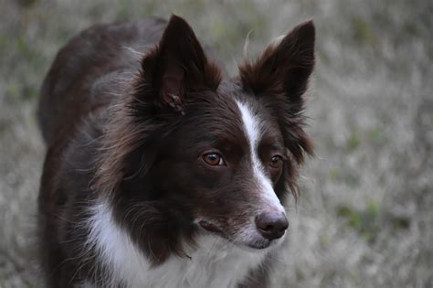 Rough Collie Border Collie Mix