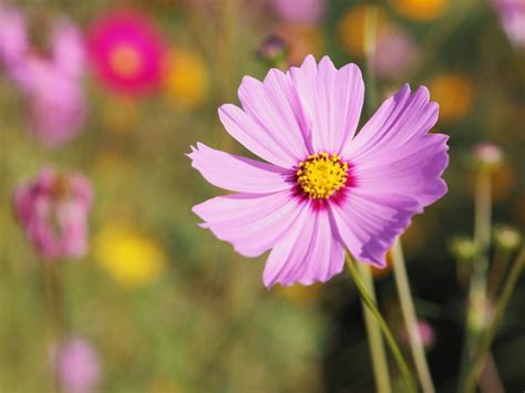 Cosmos Plants: How To Grow Cosmos Flowers