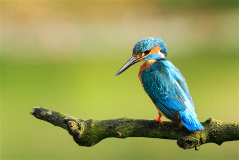 Best Bird Watching Destinations in Europe - Europe's Best Destinations