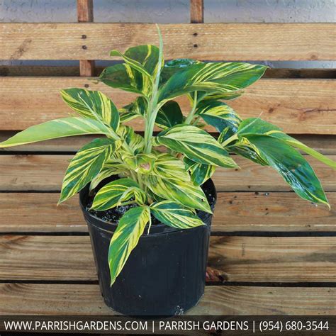 Ginger - Variegated - Parrish Gardens