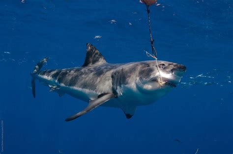 "Great White Shark Attacks A Bait" by Stocksy Contributor "Caine Delacy ...