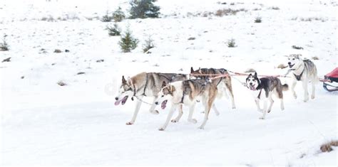 Iditarod Husky Sled Competition Stock Photo - Image of competition ...