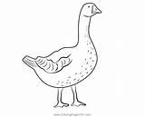 Free Running Goose Coloring Page For Kids  Swans And Geese sketch template