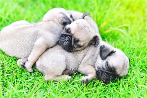 Cute puppies Pug sleeping together in green lawn after eat feed Stock Photo | Adobe Stock