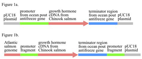 Risk assessment and mitigation of AquAdvantage salmon - Biology ...