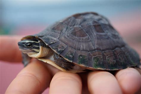 5 SMALL Turtle Breeds: The Smallest Turtles In The World [2023 ]