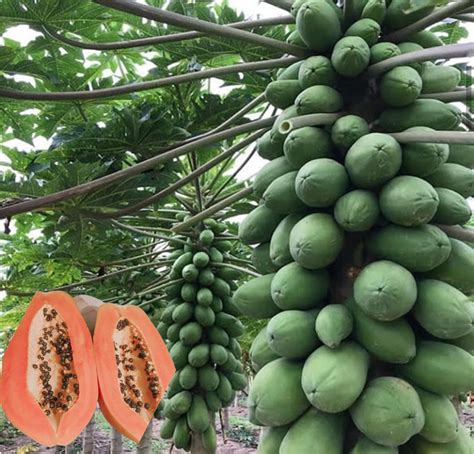 Rich Farm Kenya: Profitable Agribusiness Ideas in Fruit Farming: How To Choose The Best Pawpaw ...