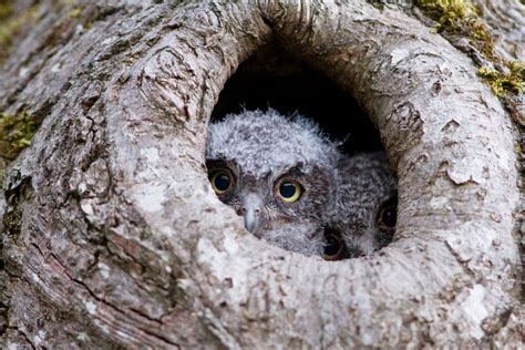 Western Screech-Owl | Audubon Field Guide