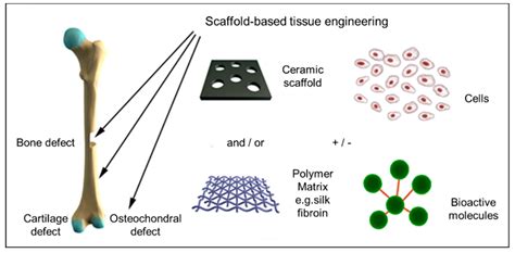 Bioengineering | Free Full-Text | Mineralization of Biomaterials for Bone Tissue Engineering