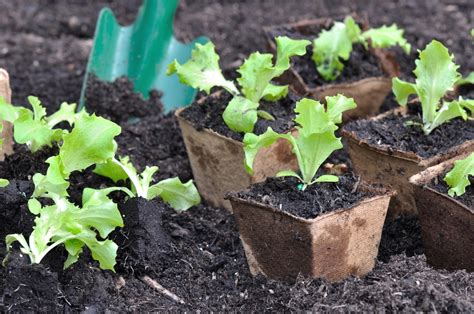 Lettuce Seedlings » Treat Your Babies Right