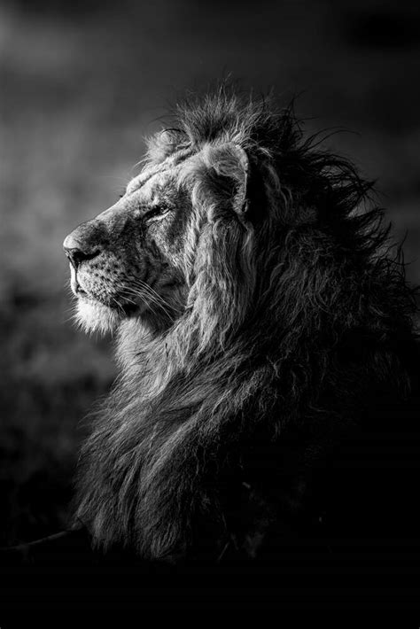 Profile of a Masai lion in black and white - Photographic print for sale