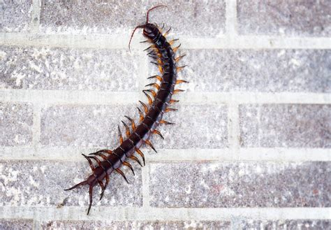 Premium Photo | Dangerous centipede walking on cement