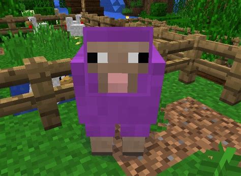 I love this picture I use it for my wallpaper. This is my purple sheep that recently died in my ...