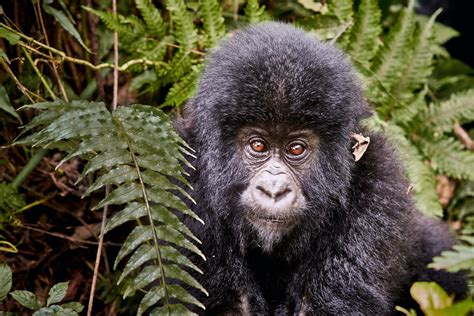 Virunga National Park - Bugoli Adventures