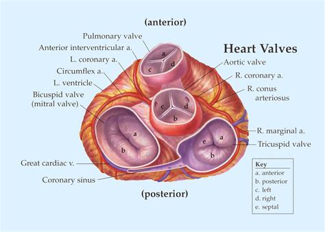 Biology Diagrams,Images,Pictures of Human anatomy and physiology : Heart Valves