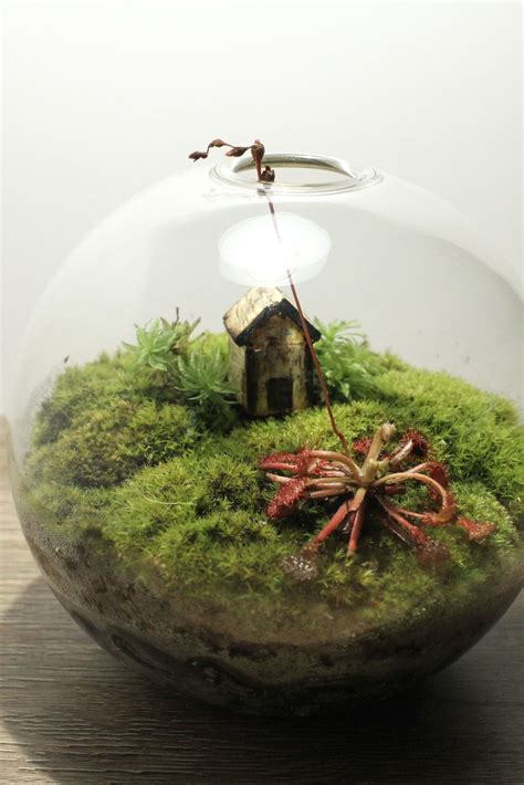 Beautiful mini #terrarium, with an abandoned farmhouse and a pink sundew laying on a bed of live ...