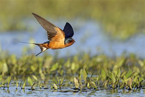 9 Fascinating Barn Swallow Facts - Birds and Blooms