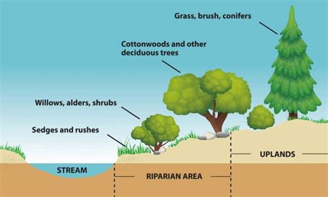 Riparian Ecosystems - Project Watershed