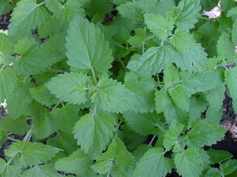 Catnip | Garden Hoard – Certified Organic Heirloom Seeds – Grown in ...