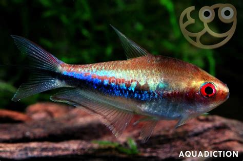 Rainbow Tetra - Nematobrycon lacortei Fish Profile & Care Guide