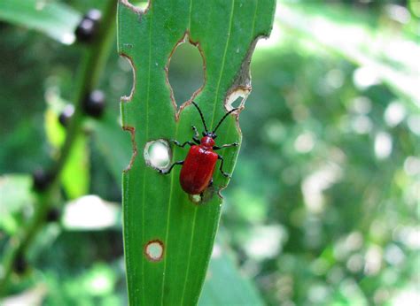 The Lily Leaf Beetle Jumps To New Footholds Across Wisconsin | WisContext