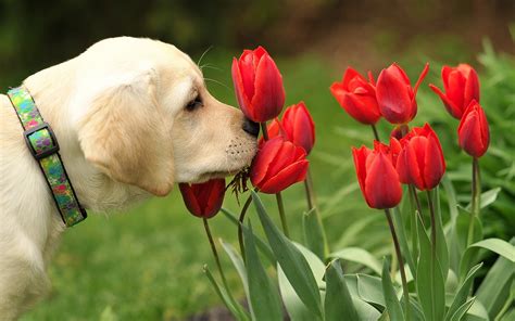 Dogs Flowers - Wallpaper, High Definition, High Quality, Widescreen