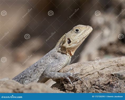 Agama lizard Agama agama stock image. Image of animal - 172720295