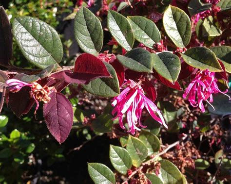 GardensOnline: Loropetalum chinense Pink Cultivars