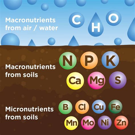 The 17 Essential Elements for Plant Life – Simple Lawn Solutions