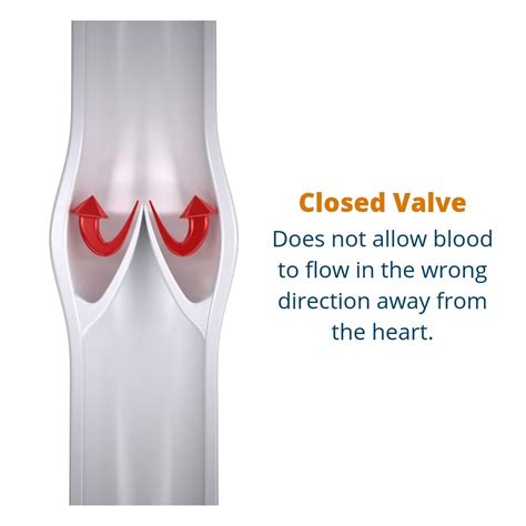 What are Valves in Veins and What is the Function?