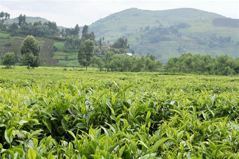 Tea in Rwanda | Tea Plantations in Rwanda | Rwanda Safaris Tours