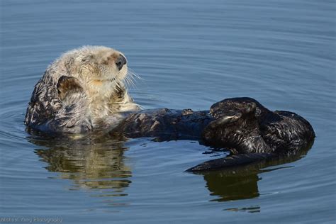 Happy sea otter | Michael Yang Photography Website and Faceb… | Michael ...