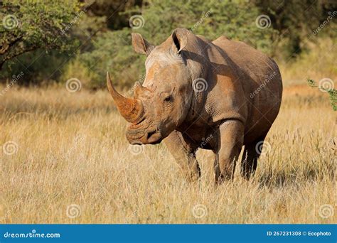 White Rhinoceros in Natural Habitat Stock Photo - Image of african ...