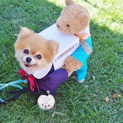 Pomeranian Puppies In Halloween Costumes - Pets Lovers