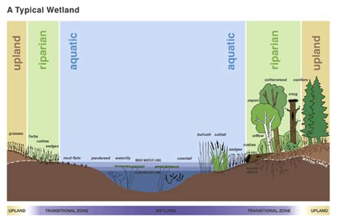 What is a riparian buffer? - WMAP Blog - State of Delaware