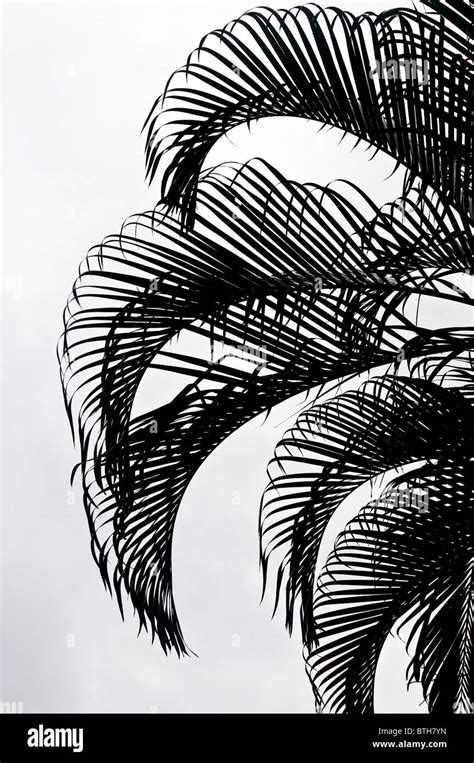 The silhouette of palm tree fronds Stock Photo - Alamy