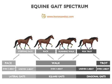 Horse Gaits Diagram