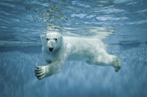 Polar Bears - world celebrates international polar bear day for conservation - Pictures - CBS News