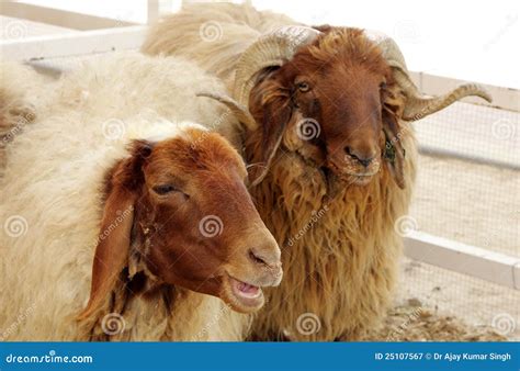 Beautiful Awassi Sheeps Royalty Free Stock Photography - Image: 25107567