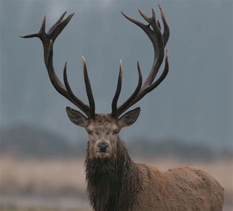 Male Red deer - beautiful antlers (EdelHert) | Male deer, Red deer, Animals