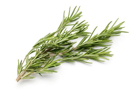 FreshPoint | Herbs, Rosemary