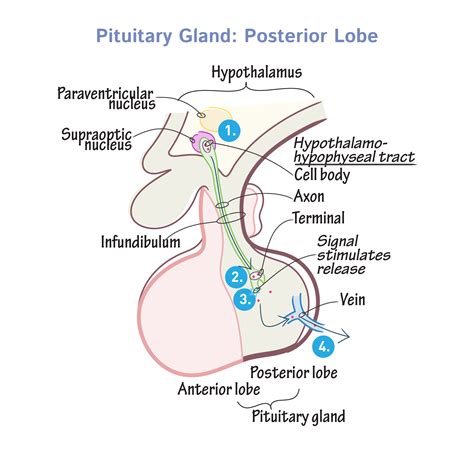 Physiology Glossary: Pituitary Gland: Posterior Lobe | Draw It to Know It