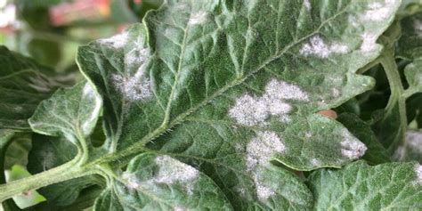 Common Plant Diseases & Disease Control for Organic Gardens