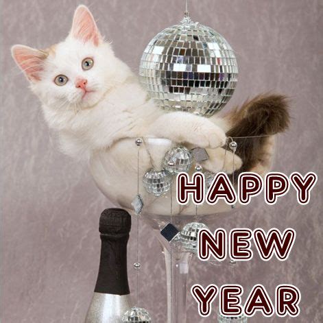 [25+] Happy New Year Cat Images 2024