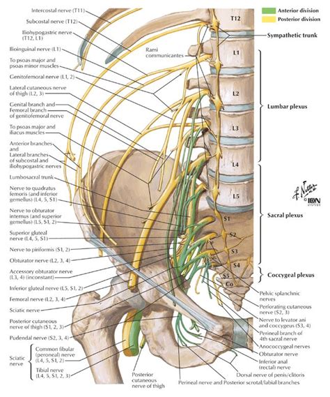 Raices nerviosas sacro - lumbares | Medical anatomy, Human anatomy and ...