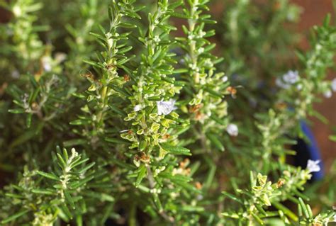 Can Rosemary Survive Winter? Here's What to Know