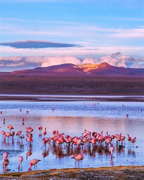 Flamingos in Bolivia! | Bolivia travel, Amazing destinations, Natural ...