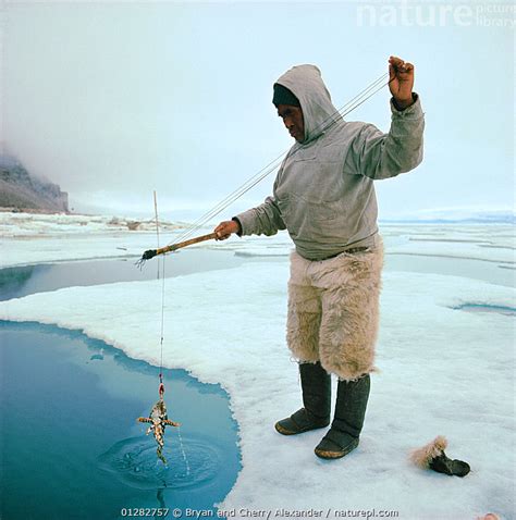 Nature Picture Library Inuit elder fishing for Sculpin through lead in ...