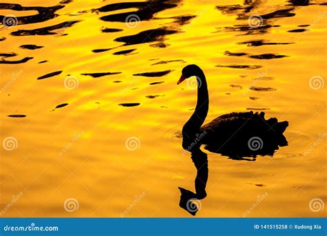 Black Swan with Golden Backgroud Stock Photo - Image of swim, golden ...