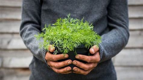 Everything About Growing Dill in Pots | Dill Plant Care